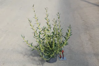 Filaire à feuilles étroites (Phillyrea angustifolia) — arbuste élancé en pot avec feuillage fin · Pot 3L
