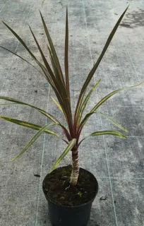 Cordyline 'Sundance' (Cordyline australis) — jeune sujet graphique en pot sur sol gris · Pot 2.5L