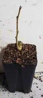Arbre à soie à fleurs rouge 'Rouge selection' (Albizia) — jeune plant sans feuilles en pot plastique · Godet