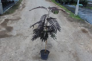 Pot 3L  hauteur moyenne 40/60 cm (hors pot)