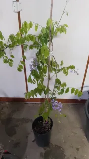 Glycine de Chine (Wisteria sinensis) — jeune grimpante en pot, grappes florales pendantes · Pot 3L