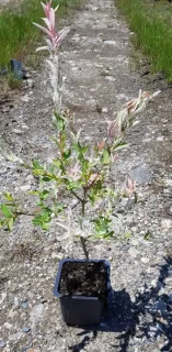 Saule crevette 'Hakuro nishiki' (Salix integra) — jeune arbuste panaché en pot sur gravier · Godet