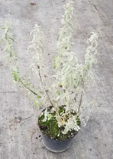 Arbre aux papillons (Buddleia glomerata) — jeune plant au feuillage très découpé en pot · Pot 3L Touffe