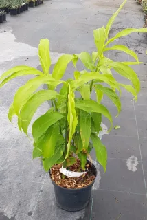 Gingembre du japon (Zinziber mioga) — jeune plante verte en pot de pépinière · Pot 3L