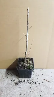 Argousier 'Hergo ♀' (Hippophae rhamnoides) — jeune plant ligneux nu en pot plastique · Godet