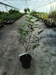 Mandarinier (Citrus reticulata) — jeune arbuste en pot dans une serre · Pot 5L Tige