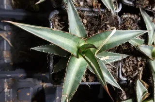 Agave du chihuahua (Agave lechuguilla) — rosette succulente vert gris en pot carré · Godet