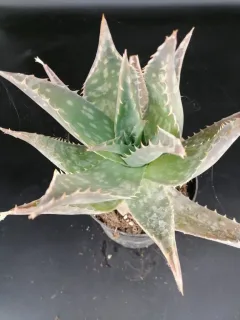 Aloès maculé (Aloe maculata) — rosette de succulente en pot noir · Pot 2.5L