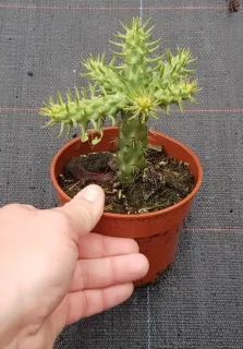 Cactée (Cylindropuntia spinosior) — petit cactus épineux en pot plastique brun, main · Pot 0.5L