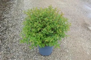 Millepertuis de hooker 'Hidcote' (Hypericum hookerianum) — jeune arbuste dense au feuillage vert en pot · Pot 7.5L