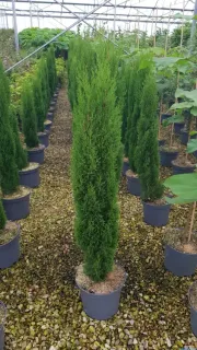 Cyprès méditerranéen 'totem' (Cupressus sempervirens) — conifères élancés en rangées dans une pépinière · Pot 8L