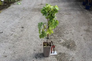 Pot 2L Pot 2L Hauteur 60/80 cm (hors pot)