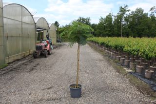Pot 15L formé sur une tige de 130 cm, pour une hauteur totale de 180 à 200 cm (hors pot)