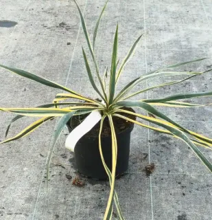 Yucca 'Bright edge' (Yucca filamentosa) — rosette de longues feuilles panachées en pot · Pot 2.5L