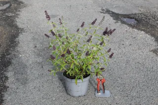 Arbre aux papillons Black Knight (Buddleia davidii) — jeune arbuste fleuri en pot sur bitume avec sécateur · Pot 3L