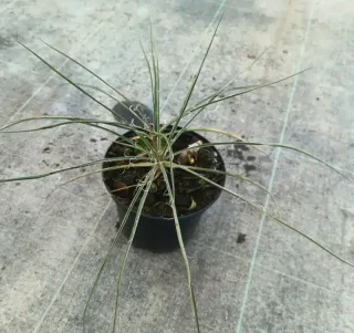 Résistant au sec (Yucca constricta) — jeune plant aux longues feuilles étroites en pot · Pot 2.5L