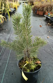 Pin sylvestre (Pinus sylvestris) — jeune conifère en pot sur sol de pépinière · Pot 2.5L