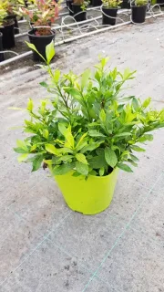Gardenia 'Celestial star' (Gardenia jasminoides) — jeune plant vigoureux au feuillage vert en pot · Pot 3L