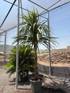 Cordyline indivisa (Cordyline indivisia) — grand sujet en pot sous serre ombragée · Pot 90L
