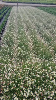 Erigeron 'Profusion' (Erigeron karvinskianus) — large massif de petites fleurs en rangées serrées · Pot 3L