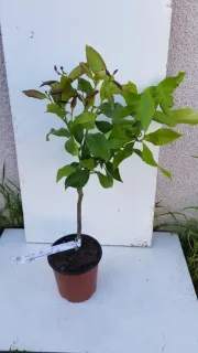 Citronnier compact à citron prime sans pépins 'Cappuccio' (Citrus limon) — jeune arbuste en tige au feuillage vert · Pot 1.5L Tige