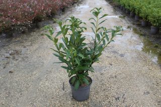 Pot 10L hauteur moyenne 60/80 cm (hors pot)
