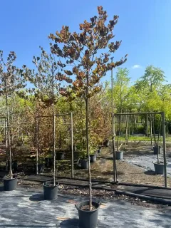 Pot 30L formé en tige de 200 cm, avec une force de 8 à 10 cm, pour une hauteur totale de 300 à 350 cm (hors pot)