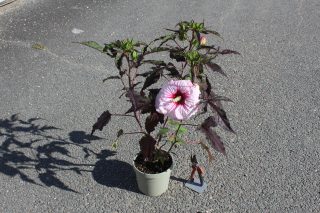 Pot 3.5L