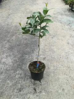 Citron Main de Bouddha (Citrus medica var. sarcodactylis) — jeune agrume greffé en pot noir sur tige · Pot 5L Tige