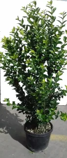 Troène du Japon (Ligustrum japonicum) — arbuste au feuillage vert dense sur fond clair · Pot 10L