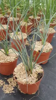 Yucca rouge (Hesperaloe parviflora) — jeune plant dressé en pot de pépinière, substrat paillé · Pot 3L