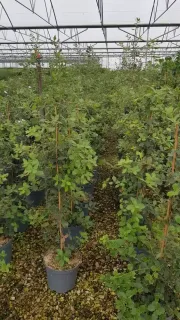 Chêne vert (Quercus ilex) — rangées de jeunes arbustes tuteurés en pépinière · Pot 8L Baliveau