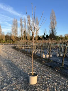 Pot 15L Formé en demi-tige (tige 130 cm) – Hauteur 175/200 cm (hors pot)
