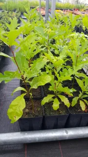 Chêne des marais (Quercus palustris) — jeunes plants feuillus en petits pots alignés · Godet