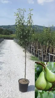 Poirier 'Conférence' (Pyrus communis) — jeune arbre en pot dans pépinière, fruits en médaillon · Pot 18L