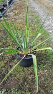 Yucca filamentosa — rosette de longues feuilles rigides dans pot noir · Pot 3L