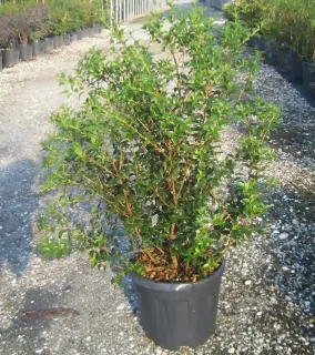 Osmanthe de burkwood (Osmanthus burkwoodii) — arbuste dense au feuillage vert en pot · Pot 15L