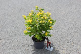 Pot 3L