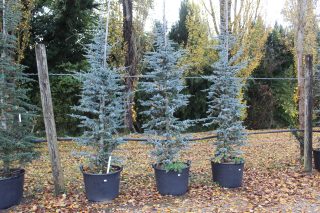 Pot 130L hauteur moyenne 300/350 cm (hors pot)