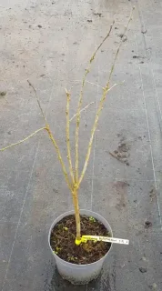 Caraganier de sibérie (Caragana arborescens) — jeune arbuste dénudé en pot de pépinière · Pot 3L Baliveau
