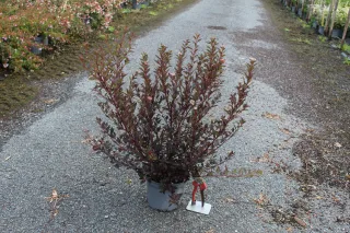 Pot 3L hauteur moyenne 60/80 cm (hors pot)