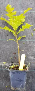Chêne chevelu (Quercus cerris) — jeune plant en pot sur sol textile · Godet