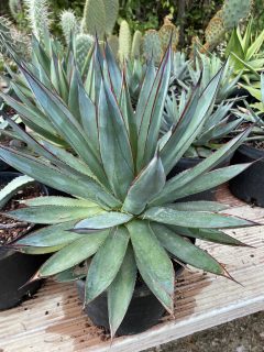 Pot 5L Hauteur 17 cm (hors pot)