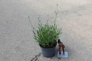 Lavande 'Edelweiss' (Lavandula angustifolia) — jeune plant en pot avec sécateur rouge · Pot 2L