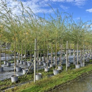 Pot 15L formé en ½ tige sur une tige de 150 à 200 cm, pour une hauteur totale de 250 à 300 cm (hors pot)
