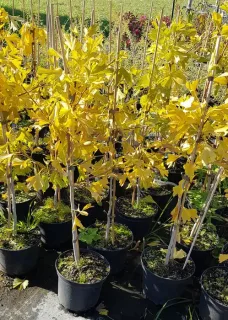 Arbre aux quarante écus (Ginkgo biloba) — jeunes arbres caducs jaunes en pots alignés · Pot 3L Baliveau