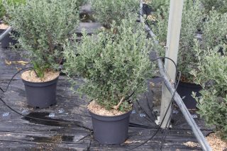 Pot 5L