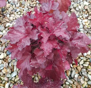 Heuchères 'Forever red' (Heuchera) — touffe de feuillage rouge sur gravier mouillé · Pot 3L