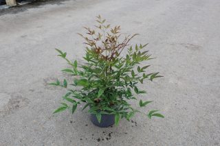 Pot 3L hauteur moyenne 30/40 cm (hors pot)