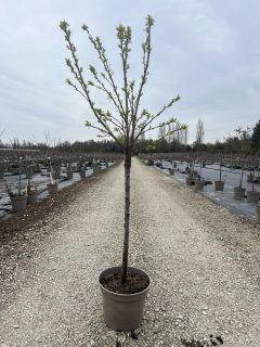 Pot 12L formé en gobelet sur une tige de 60-70 cm, hauteur totale de 125-150 cm (hors pot), plante âgée de 3 ans